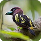 麻豆传媒视频APPAPP应用